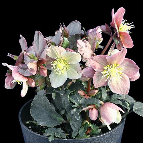 クリスマスローズ「マエストロ」開花株（宿根草）5号鉢 : 山の廻船問屋