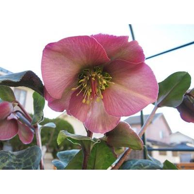 クリスマスローズ【ペニーピンク（ペニーズピンク）】開花株（大苗