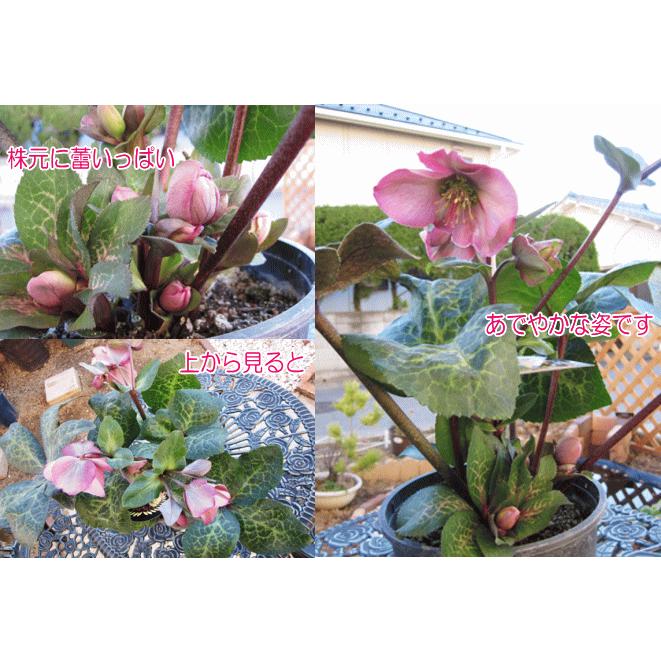 クリスマスローズ【ペニーピンク（ペニーズピンク）】開花株（大苗