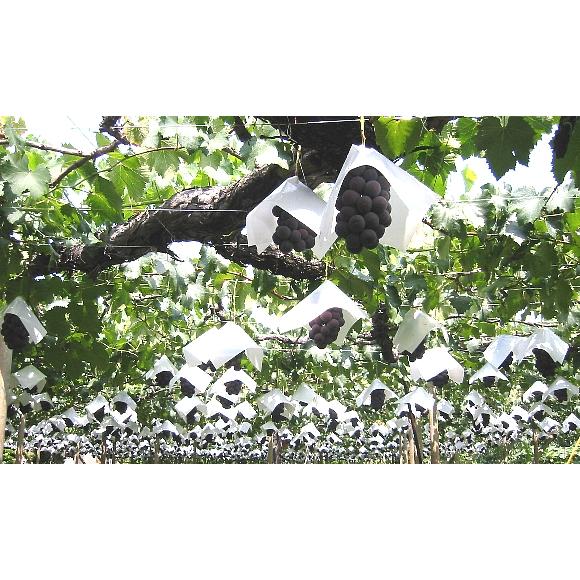 山梨産種なし「巨峰」ぶどう3kg（約6房） : 山の廻船問屋 - 通販