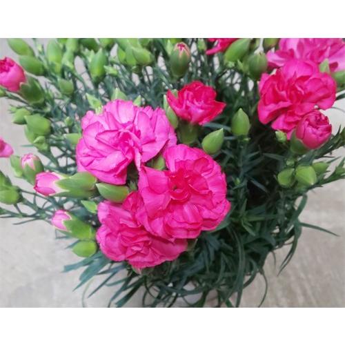 最高のカーネーション ピンク 品種 最高の花の画像