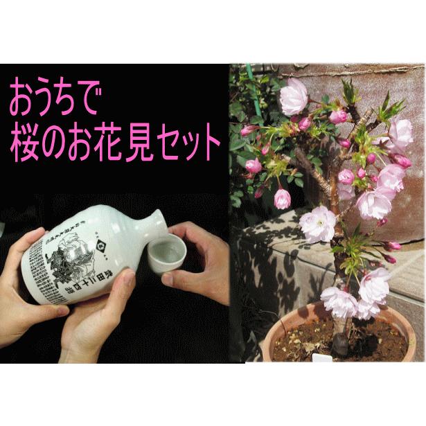 お花見セット 一才桜 旭山 徳利入日本酒 Ohanami Set 山の廻船問屋 通販 Yahoo ショッピング