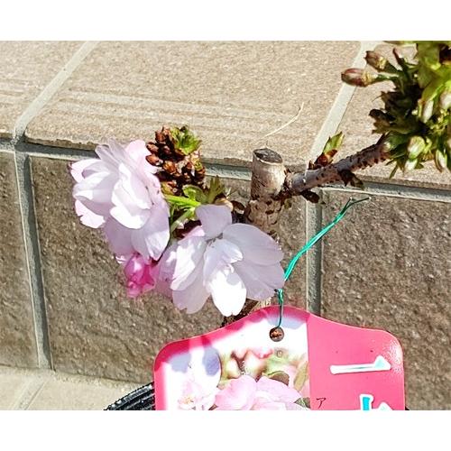 お花見セット 一才桜 旭山 徳利入日本酒 Ohanami Set 山の廻船問屋 通販 Yahoo ショッピング