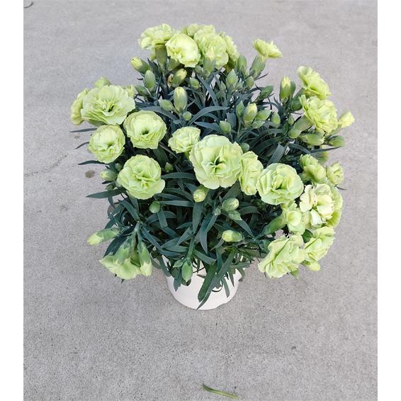 母の日 カーネーション（黄緑）5号鉢（直径15cm）鉢花 : 山の廻船問屋