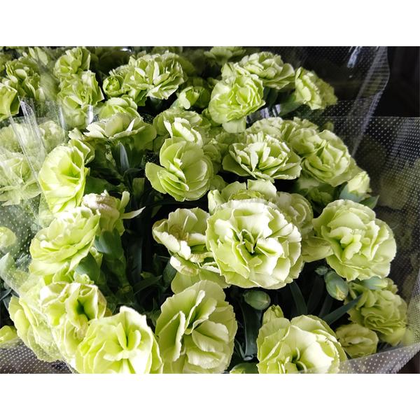 母の日 カーネーション（黄緑）5号鉢（直径15cm）鉢花 : 山の廻船問屋