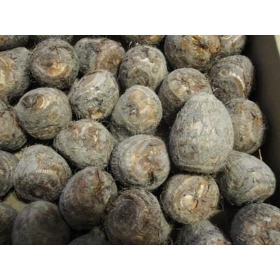 八幡 やはたいも（Lサイズ） 2kg箱 ※日にち指定不可 : 山の廻船問屋