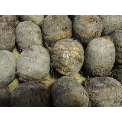 八幡 やはたいも（2Lサイズ） 2kg箱 ※日にち指定不可 : 山の廻船