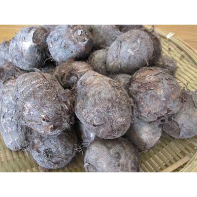 八幡 やはたいも（Lサイズ） 2kg箱 ※日にち指定不可 : 山の廻船問屋