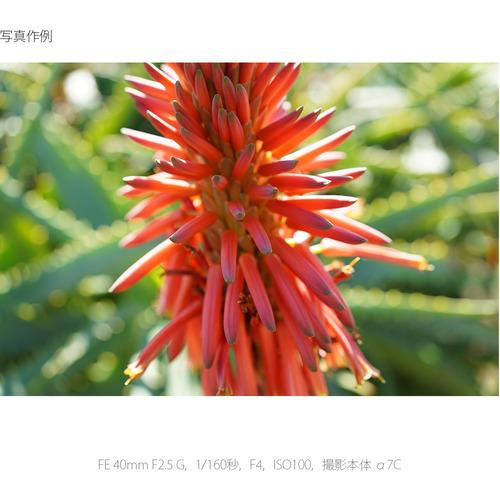 ソニー SEL40F25G デジタル一眼カメラα[Eマウント]用レンズ FE 40mm F2.5 G ブラック_3