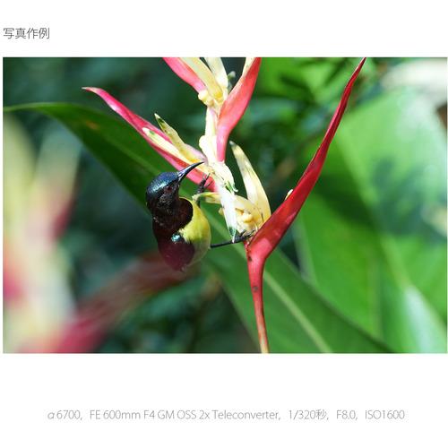ソニー ILCE-6700M デジタル一眼カメラ α6700 高倍率ズームレンズキット ブラック ブラックの画像