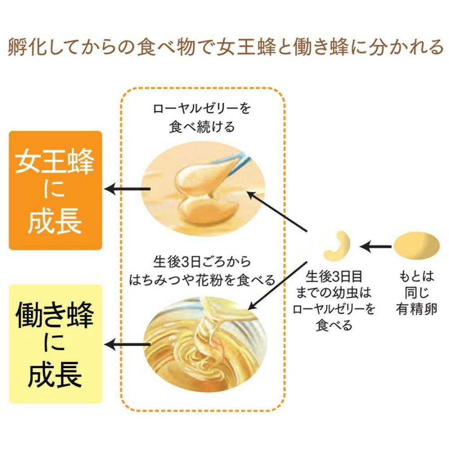 山田養蜂場 ローヤルゼリードリンクJ2000 100ml×10本入 父の日｜yamada3838｜05