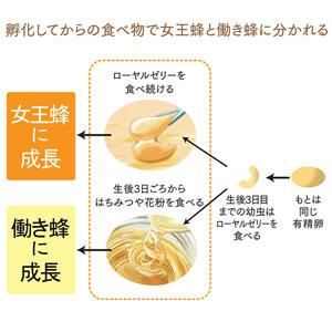 山田養蜂場 ギフトローヤルゼリードリンクJ2000 (100ml×10本) セット お中元 | 山田養蜂場 | 04