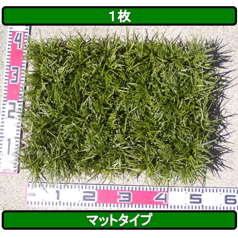 たまりゅう  玉竜 タマリュウ たまりゅう【タマリュウ.com】 : タマリュウ.com