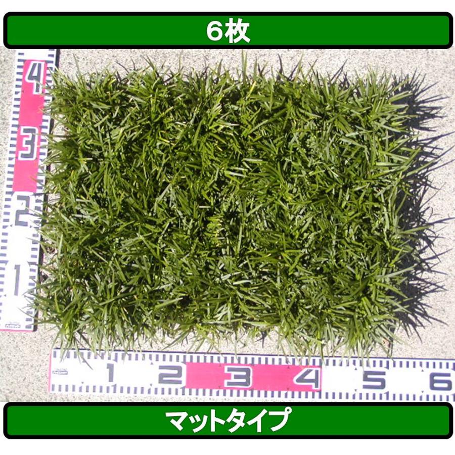 玉竜 タマリュウ たまりゅう6枚【タマリュウ.com】 : タマリュウ.com