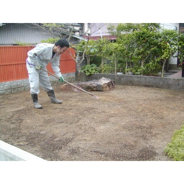 玉竜 タマリュウ たまりゅう３０枚 同じです