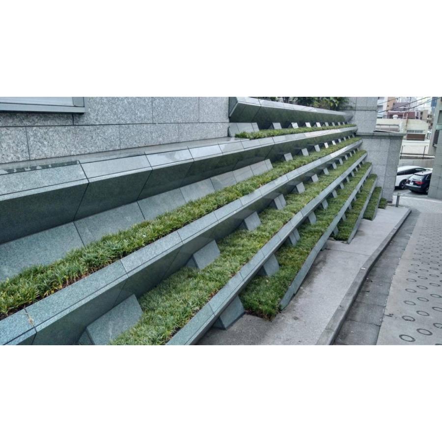 玉竜 タマリュウ たまりゅう30枚【タマリュウ.com】 : タマリュウ