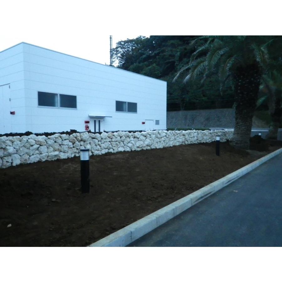 玉竜 タマリュウ たまりゅう３０枚 同じです