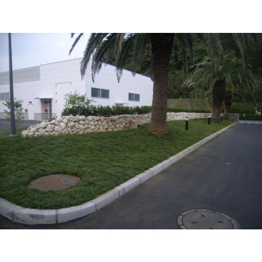 玉竜 タマリュウ たまりゅう３０枚 同じです