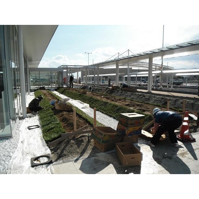 玉竜 タマリュウ たまりゅう３０枚 同じです