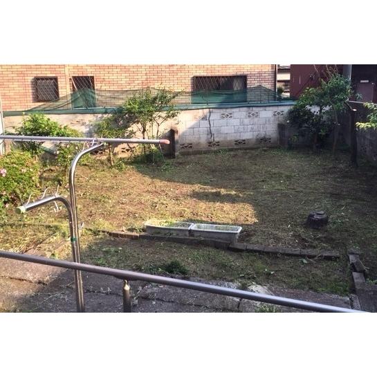 玉竜 タマリュウ たまりゅう３０枚 同じです