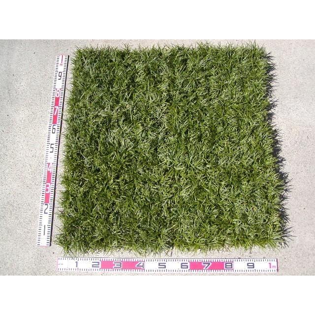 玉竜 タマリュウ たまりゅう３０枚 同じです