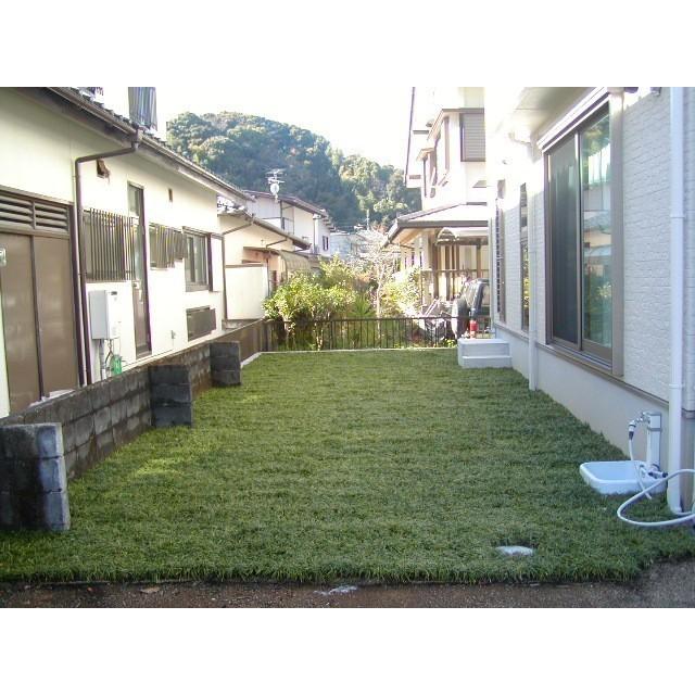 玉竜 タマリュウ たまりゅう３０枚 同じです