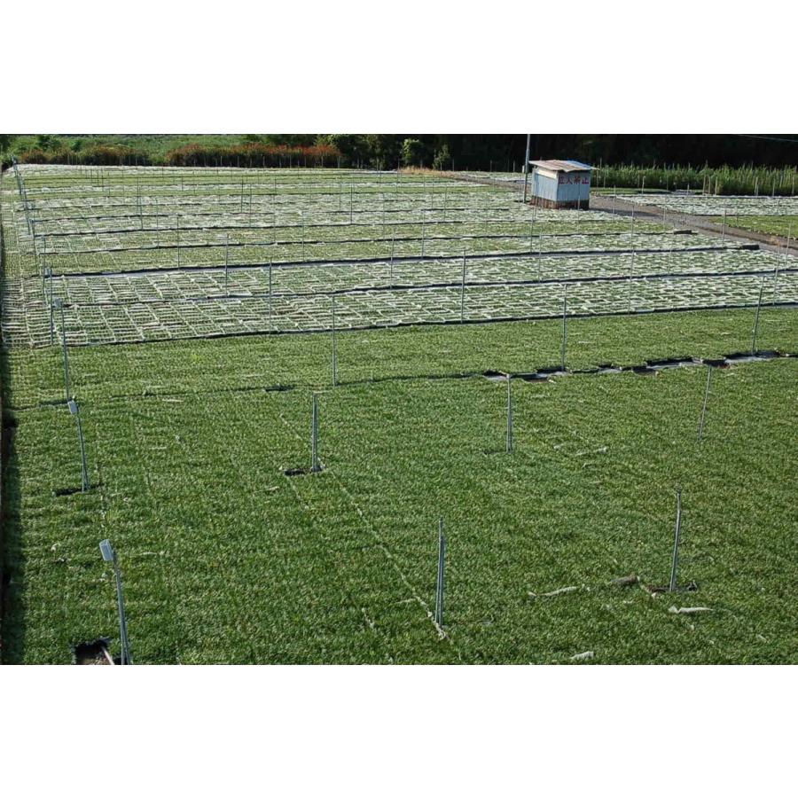 玉竜 タマリュウ たまりゅう３０枚 同じです