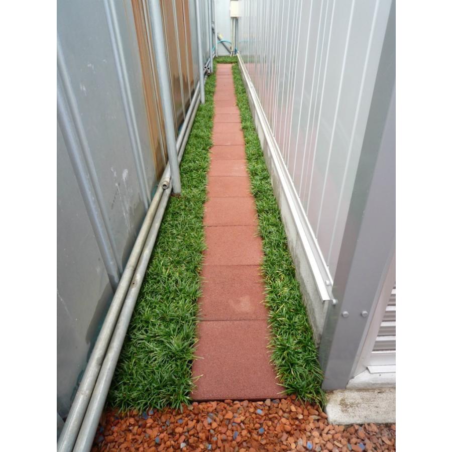 玉竜 タマリュウ たまりゅう３０枚 同じです