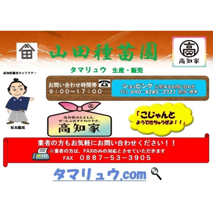 玉竜 タマリュウ たまりゅう３０枚 同じです