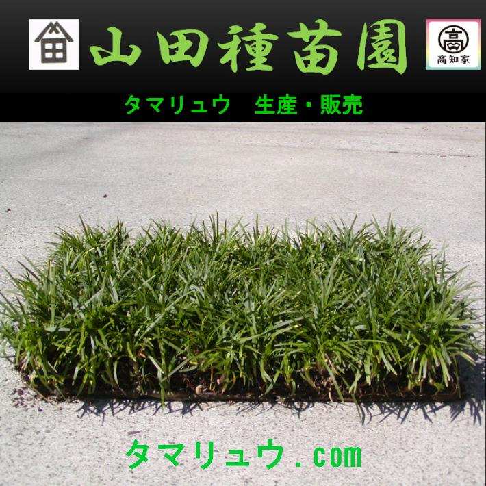 玉竜 タマリュウ たまりゅう90枚【タマリュウ.com】 : タマリュウ