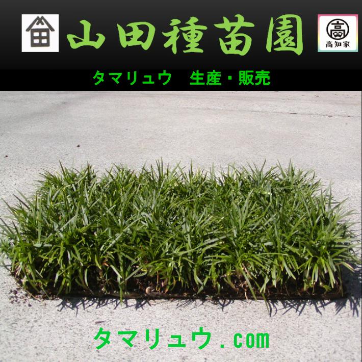 玉竜 タマリュウ たまりゅう2枚【タマリュウ.com】 : タマリュウ.com