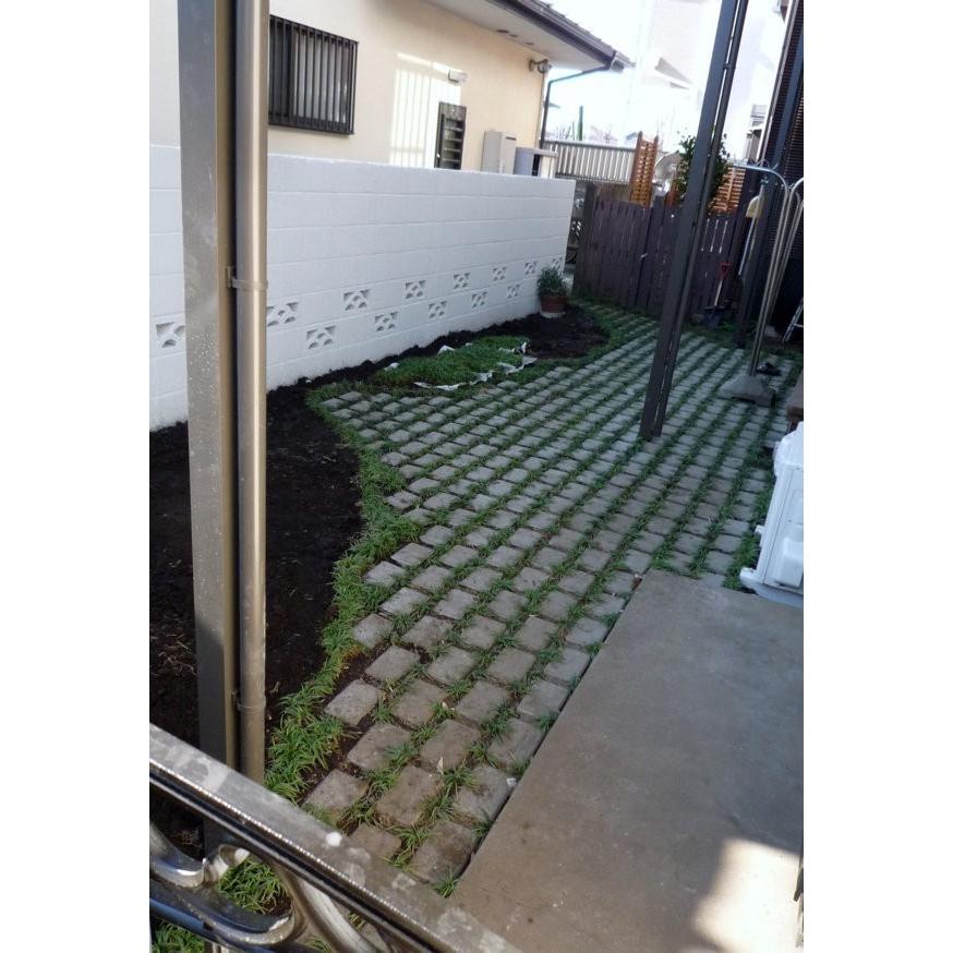 玉竜 タマリュウ たまりゅう2枚【タマリュウ.com