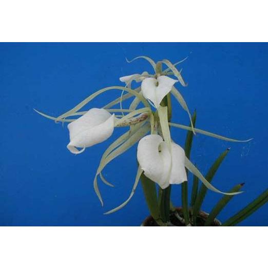 NORAs FUROBUTA ノラズ B.nodosa'Susan Fuchs' (ノドサ'スーザン フュークス') BS ブラサボラ