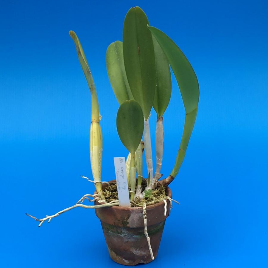 Blc.George King 'Serendipity'(Blc.ジョージキング Blc.George King 'Serendipity'(Blc.ジョージキング