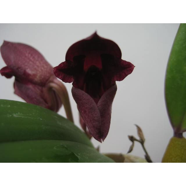 Bulb.cruentum (クルエンタム) BS バルボフィラム原種 : 山田蘭園