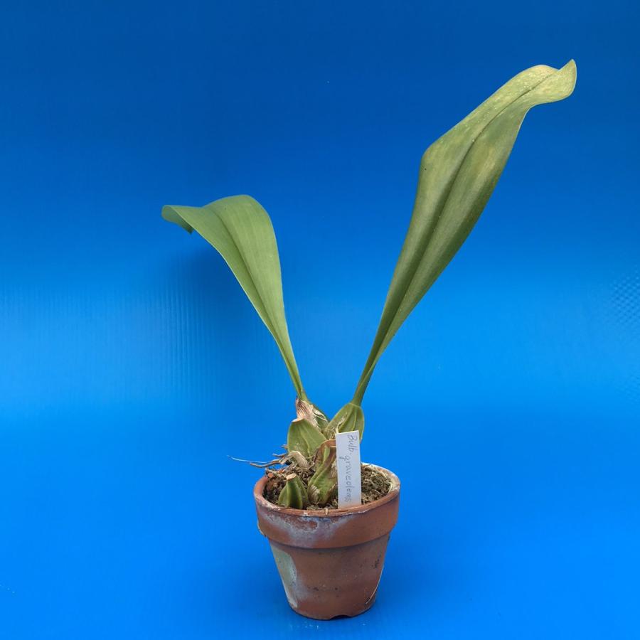 Bulb.graveolens (グラベオレンス) BS バルボフィラム原種 : 山田蘭園