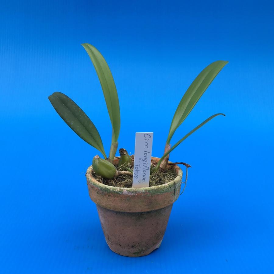 Bulb.longiflorum 'Tokyo' (ロンギフロラム '東京') BS バルボフィラム