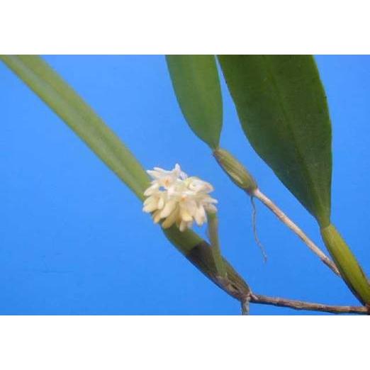 Bulb.odoratissimum (オドラティッシマム) BS バルボフィラム原種