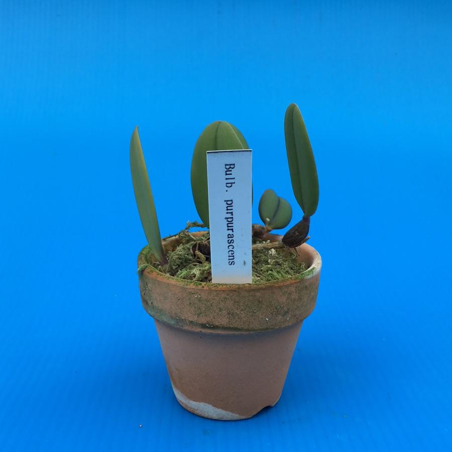 Bulb.purpurascens (パープラッセンス) BS バルボフィラム原種 : 山田