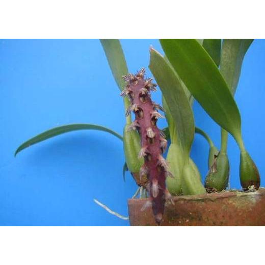 Bulb.saurosephalum (ソーロセファラム) BS バルボフィラム原種 : 山田