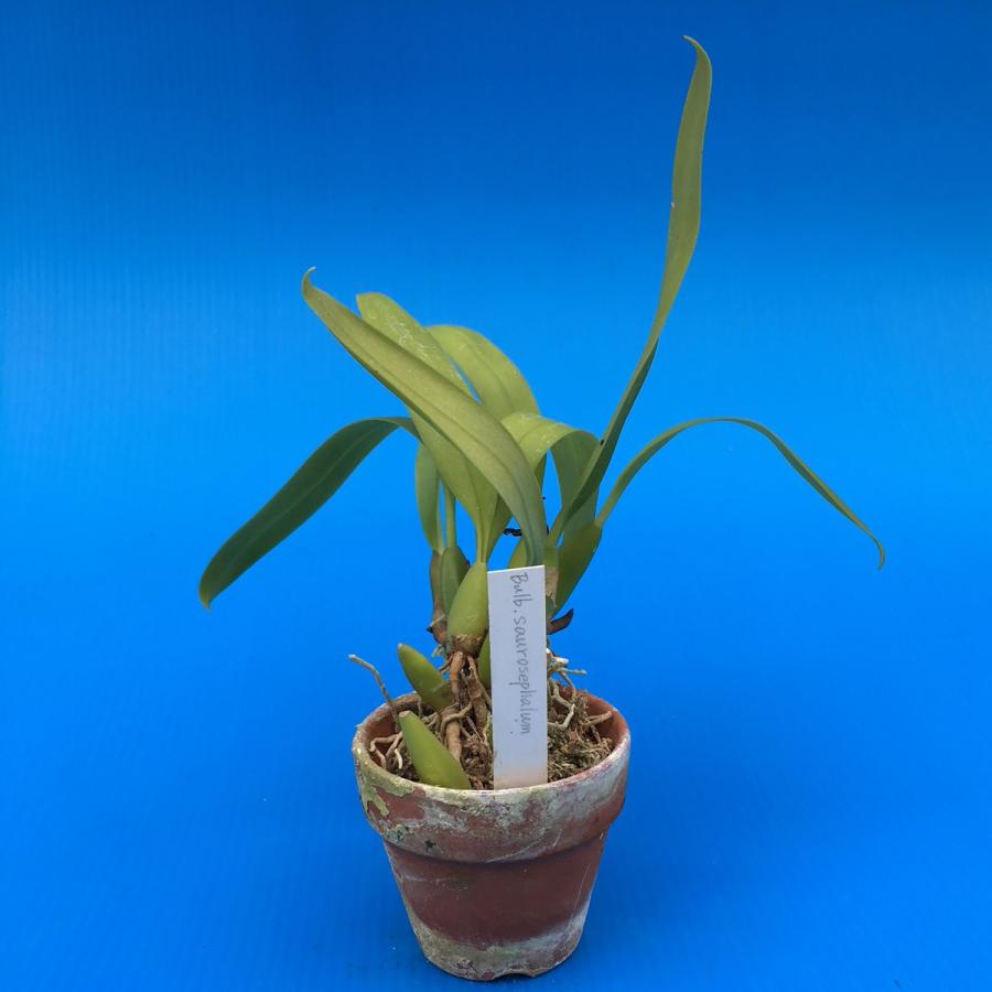 Bulb.saurosephalum (ソーロセファラム) BS バルボフィラム原種 : 山田