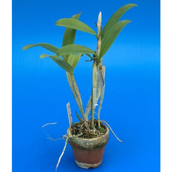 C.aurantiaca (C.オーランティアカ) BS 花なし株 カトレア原種 : 山田