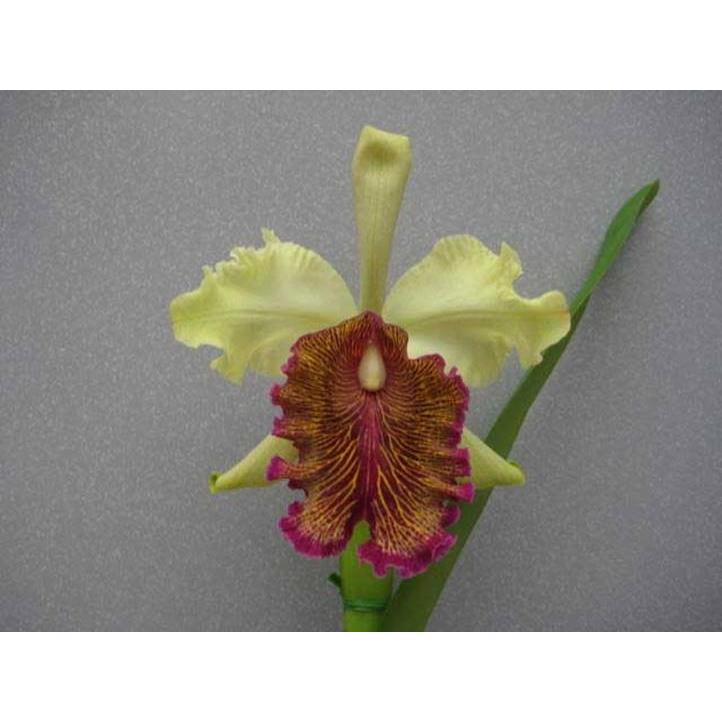 C.dowiana,aurea self (C.ドウィアナ,オーレア) 中苗 花なし株