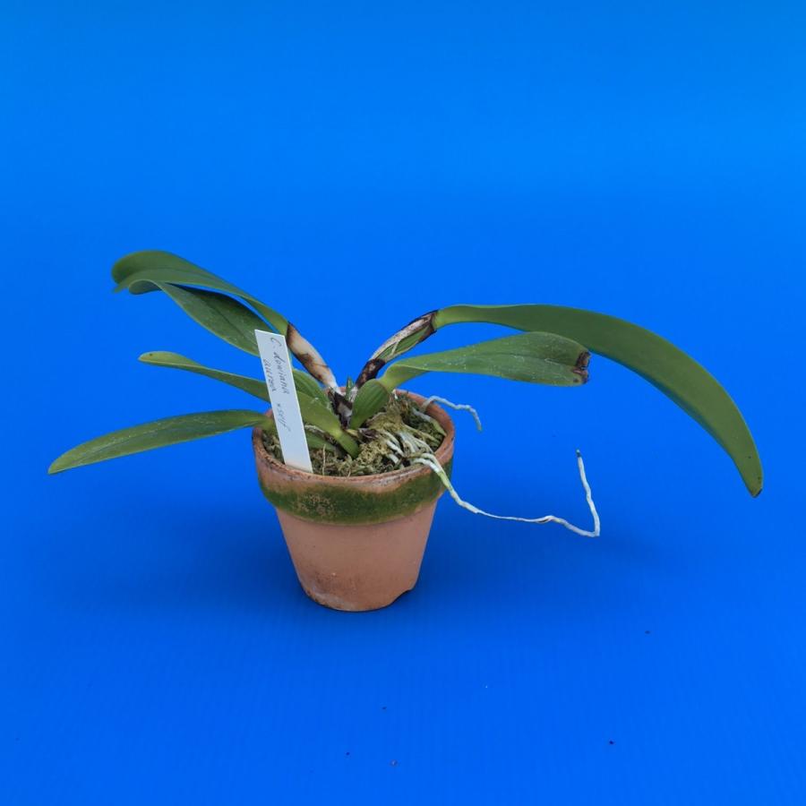 C.dowiana,aurea self (C.ドウィアナ,オーレア) 中苗 花なし株