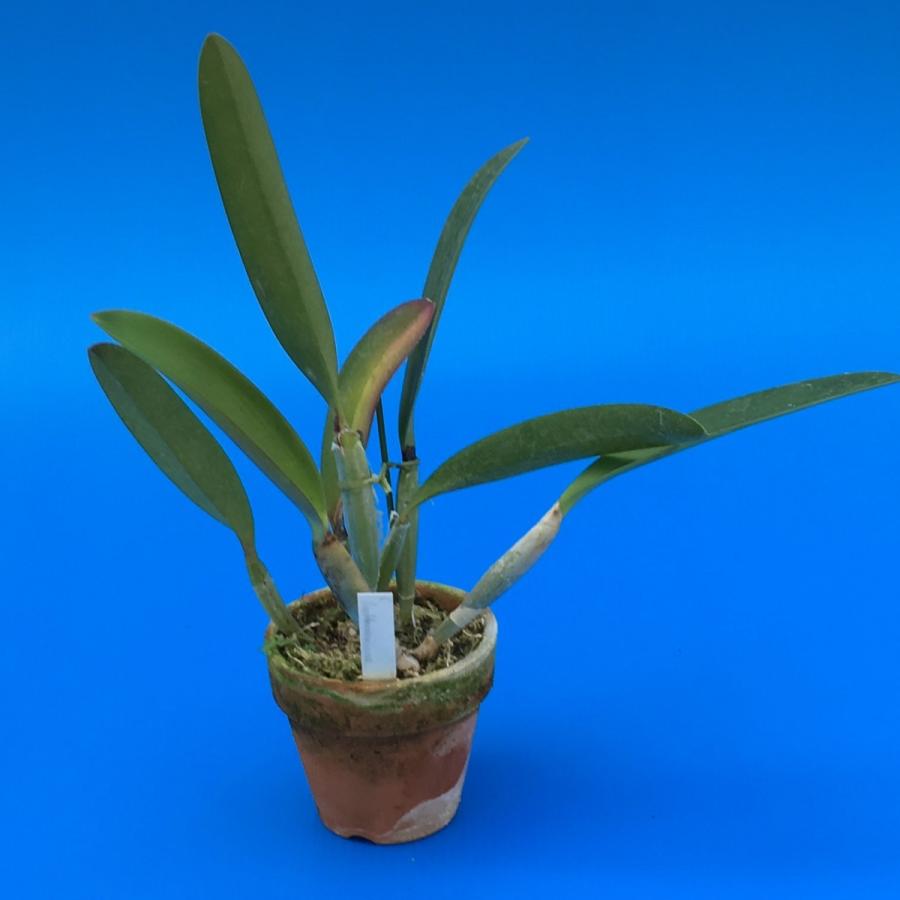 C.lueddemanniana(C.ルデマニアナ) BS 花なし株 カトレア原種 : 山田蘭