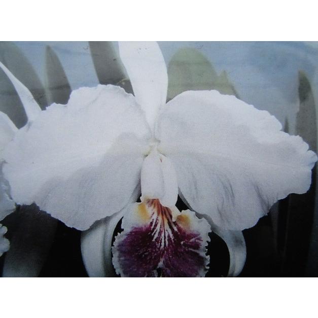 洋蘭 原種 カトレア C. lueddemanniana coerulea C.lueddemanniana coerulea 'Carlos' OG (C.ルデマニアナ セルレア