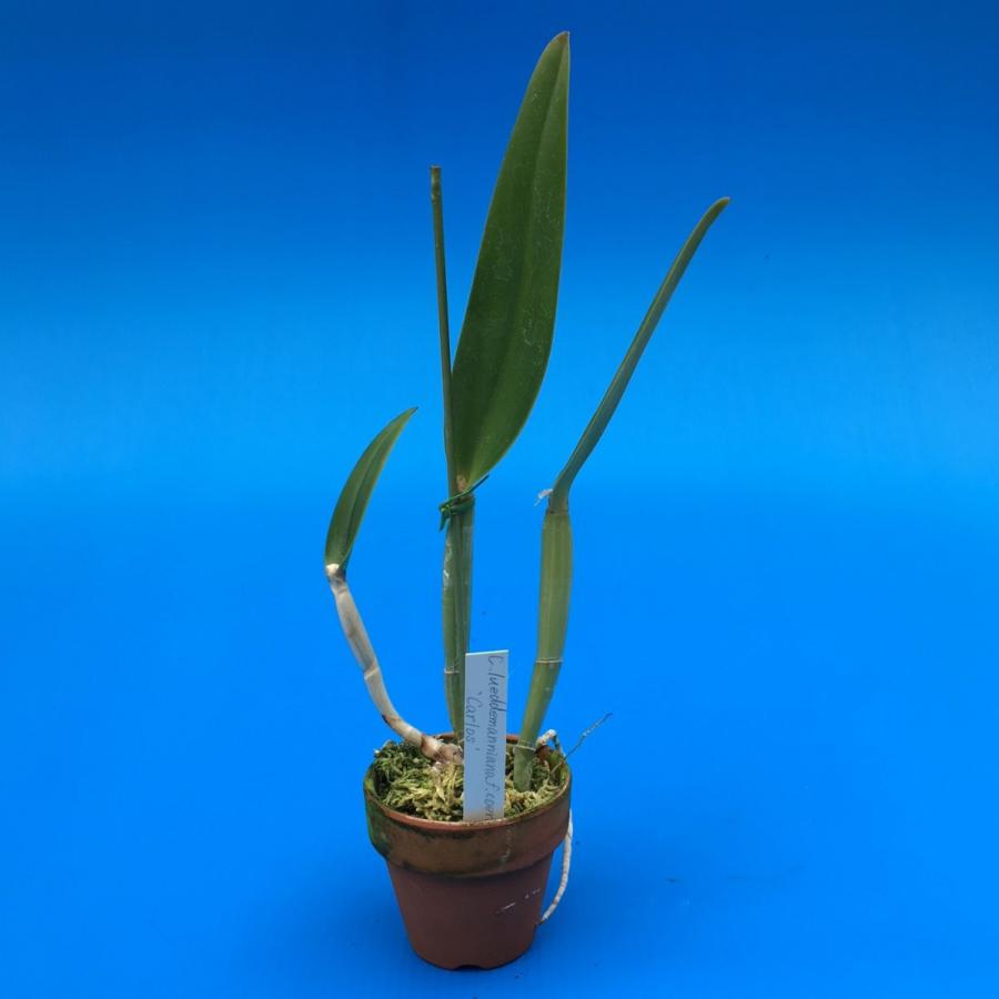 C.lueddemanniana coerulea 'Carlos' OG (C.ルデマニアナ セルレア