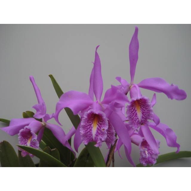 C.maxima(C.マキシマ) BS 花なし株 カトレア原種 : 山田蘭園 - 通販