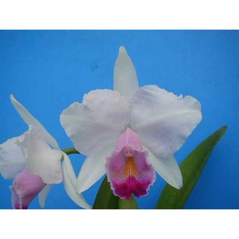 C.quadricolor(C.クァドリカラー) BS 花なし株 カトレア原種 : 山田蘭