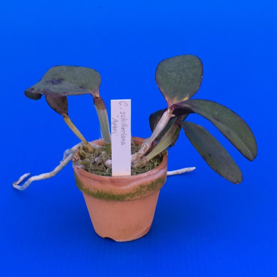 C.schilleriana'Aphri'(C.シレリアナ'アフリ') NBS 花なし株 カトレア